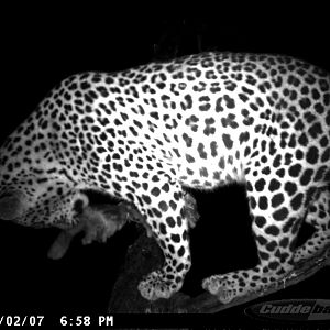 Leopard on Bait in Namibia