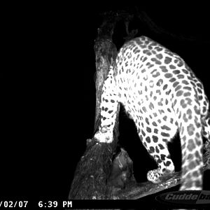 Leopard on Bait in Namibia