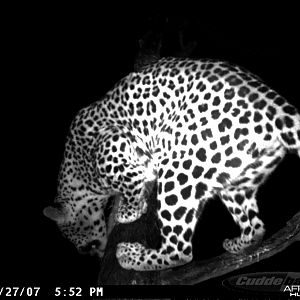 Leopard on Bait in Namibia