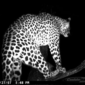 Leopard on Bait in Namibia