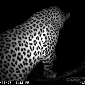 Leopard on Bait in Namibia