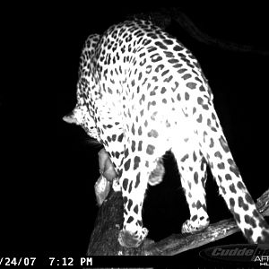 Leopard on Bait in Namibia