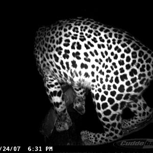 Leopard on Bait in Namibia