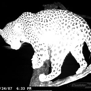 Leopard on Bait in Namibia