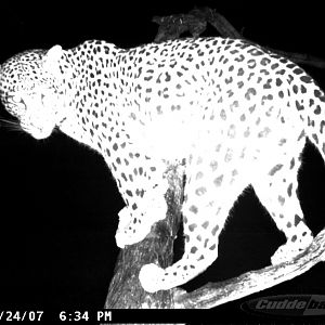 Leopard on Bait in Namibia