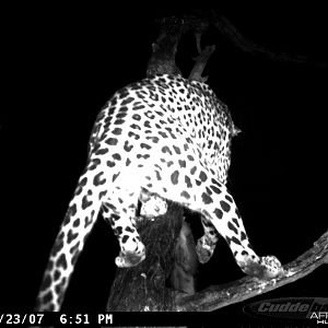 Leopard on Bait in Namibia