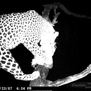 Leopard on Bait in Namibia