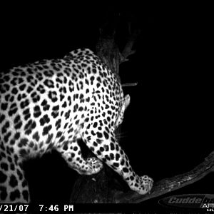 Leopard on Bait in Namibia