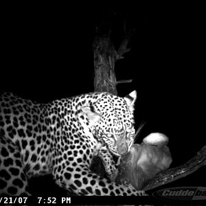 Media 'Leopard on Bait in Namibia' in category 'Trail Cam'