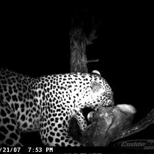 Leopard on Bait in Namibia