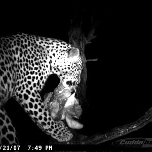 Leopard on Bait in Namibia