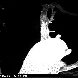 Leopard on Bait in Namibia