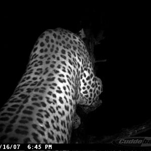 Leopard on Bait in Namibia