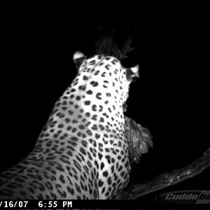 Leopard on Bait in Namibia