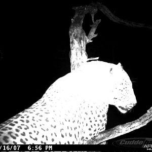 Leopard on Bait in Namibia