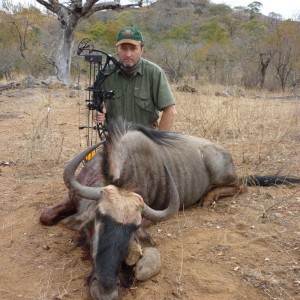 Gnu bowhunt in Zimbabwe