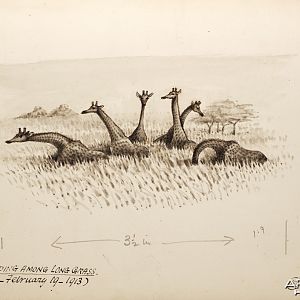 Field sketch made by British hunter and naturalist Abel Chapman