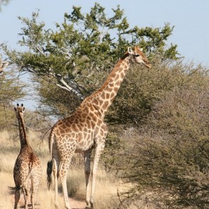 Giraffes in Namibia