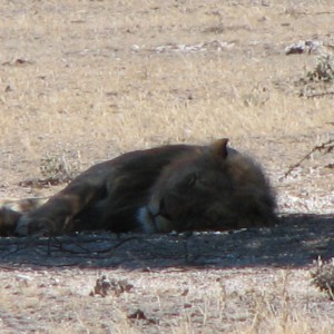 Lion at Etosha National Park, Namibia