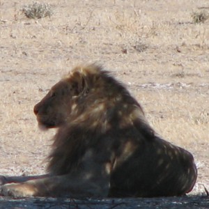 Lion at Etosha National Park, Namibia