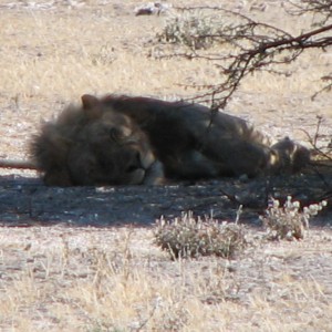 Lion at Etosha National Park, Namibia