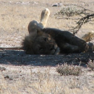 Lion at Etosha National Park, Namibia