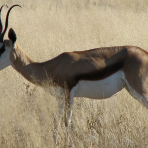 Springbok at Etosha National Park, Namibia