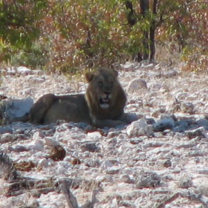 Lion at Etosha National Park, Namibia