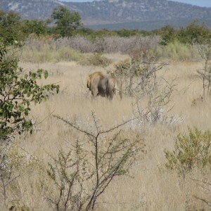 Lion at Etosha National Park, Namibia