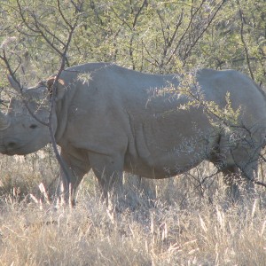 Black Rhino at Etosha National Park, Namibia