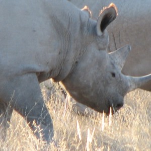 Black Rhino at Etosha National Park, Namibia