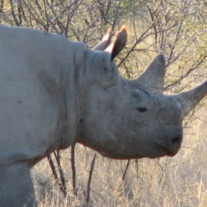 Black Rhino at Etosha National Park, Namibia