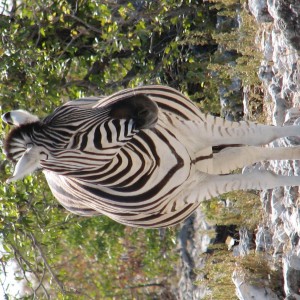 Zebra at Etosha National Park, Namibia