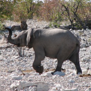 Young Elephant at Etosha National Park, Namibia