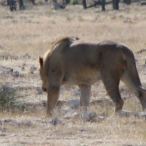 Lion at Etosha National Park, Namibia