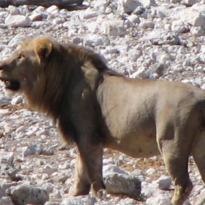 Lion at Etosha National Park, Namibia