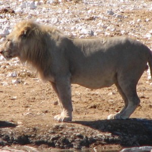 Lion at Etosha National Park, Namibia