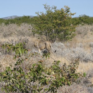 Lion at Etosha National Park, Namibia