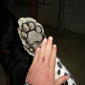 Leopard paw