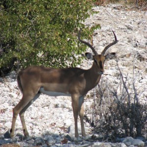 Black-Faced Impala at Etosha National Park, Namibia