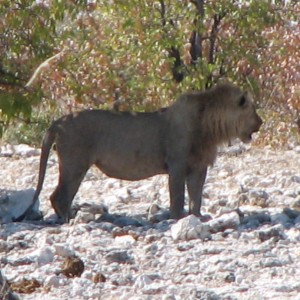 Lion at Etosha National Park, Namibia