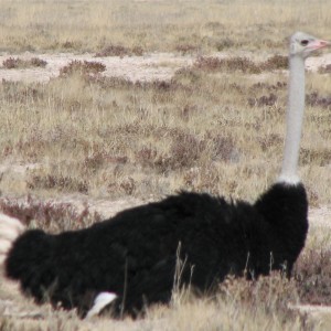 Male Ostrich at Etosha National Park, Namibia