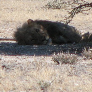 Lion at Etosha National Park, Namibia