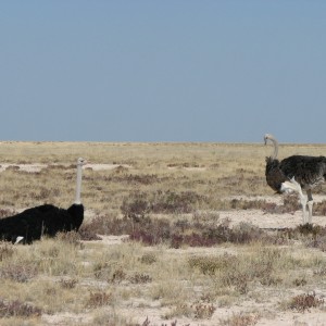 Ostriches at Etosha National Park, Namibia