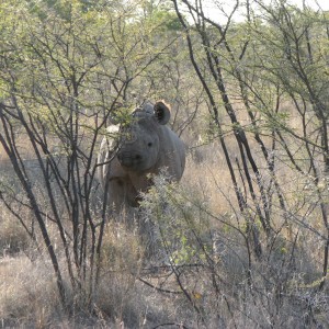 Black Rhino at Etosha National Park, Namibia