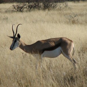 Springbok at Etosha National Park, Namibia