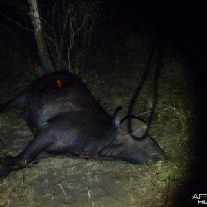 Bowhunting Buffalo in Zimbabwe