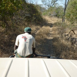 Looking for fresh Buffalo tracks...