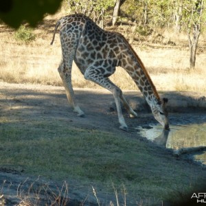 Giraffe in Zimbabwe