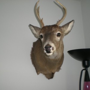 Buck Mount